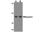REQUIEM Antibody in Western Blot (WB)