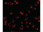 RGS21 Antibody in Immunocytochemistry (ICC/IF)