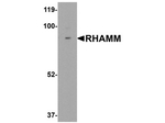 RHAMM Antibody in Western Blot (WB)