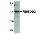 RHBDD3 Antibody in Western Blot (WB)