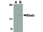 Rheb Polyclonal Antibody