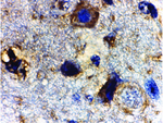 Rheb Antibody in Immunohistochemistry (Paraffin) (IHC (P))