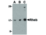 Rheb Antibody in Western Blot (WB)