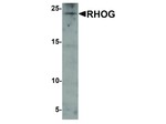 RHOG Polyclonal Antibody