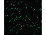 RICK Antibody in Immunocytochemistry (ICC/IF)
