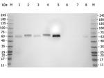 SMAD3 Antibody in Western Blot (WB)