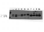 SMAD3 Antibody in Western Blot (WB)
