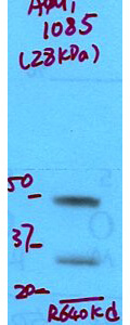 Aquaporin 1 Antibody in Western Blot (WB)