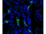 Aquaporin 2 Antibody in Immunocytochemistry (ICC/IF)