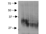 Aquaporin 3 Antibody in Western Blot (WB)