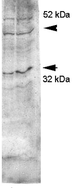 Aquaporin 4 Antibody in Western Blot (WB)