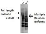 BASSOON Antibody in Western Blot (WB)