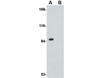 RIM2 Antibody in Western Blot (WB)