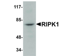 RIPK1 Antibody in Western Blot (WB)