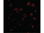 RNAse H2A Antibody in Immunocytochemistry (ICC/IF)