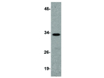 RNAse H2A Antibody in Western Blot (WB)