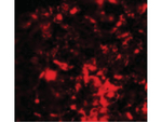 RNF8 Antibody in Immunocytochemistry (ICC/IF)
