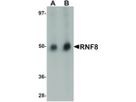 RNF8 Antibody in Western Blot (WB)
