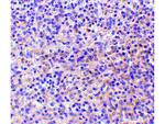 RP105 Polyclonal Antibody
