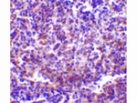 RP105 Antibody in Immunohistochemistry (Paraffin) (IHC (P))