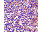 RP105 Antibody in Immunohistochemistry (Paraffin) (IHC (P))