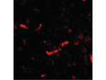 RPS6K1 Antibody in Immunocytochemistry (ICC/IF)