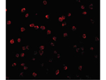 RPS6K1 Antibody in Immunocytochemistry (ICC/IF)