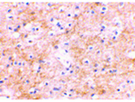 RPSA Antibody in Immunohistochemistry (Paraffin) (IHC (P))