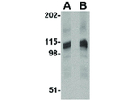 RPSA Antibody in Western Blot (WB)