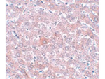 RSRC1 Antibody in Immunohistochemistry (Paraffin) (IHC (P))