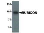 Rubicon Antibody in Western Blot (WB)