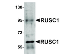 RUSC1 Polyclonal Antibody