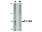 RWDD3 Polyclonal Antibody