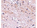 S1P1 Antibody in Immunohistochemistry (Paraffin) (IHC (P))
