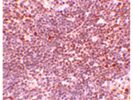 S1P1 Antibody in Immunohistochemistry (Paraffin) (IHC (P))