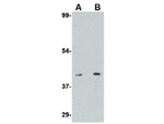 S1P1 Antibody in Western Blot (WB)