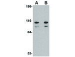 S1P1 Antibody in Western Blot (WB)