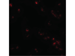 SAE2 Antibody in Immunocytochemistry (ICC/IF)