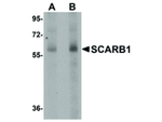 SCARB1 Antibody in Western Blot (WB)