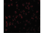 SCF Antibody in Immunocytochemistry (ICC/IF)