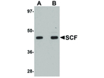 SCF Antibody in Western Blot (WB)