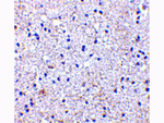 SCO1 Polyclonal Antibody