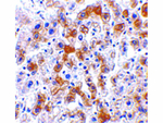 SCO2 Antibody in Immunohistochemistry (Paraffin) (IHC (P))