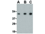 SCO2 Antibody in Western Blot (WB)