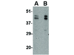 SCRAPPER Antibody in Western Blot (WB)