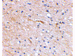 SCRAPPER Antibody in Immunohistochemistry (Paraffin) (IHC (P))