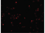 SCRN2 Antibody in Immunocytochemistry (ICC/IF)