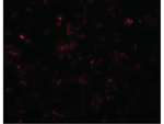 SCRN3 Antibody in Immunocytochemistry (ICC/IF)