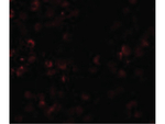 SCUBE1 Antibody in Immunocytochemistry (ICC/IF)