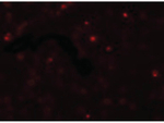 SCUBE2 Antibody in Immunocytochemistry (ICC/IF)